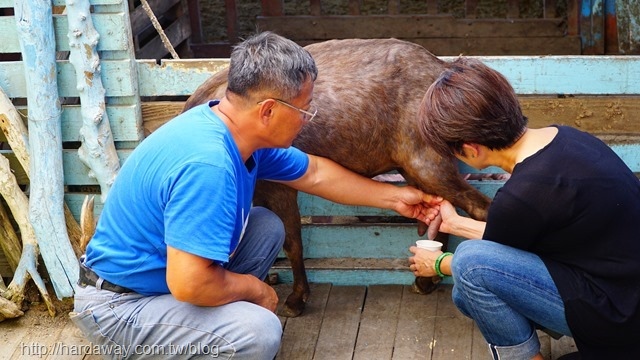 擠羊奶