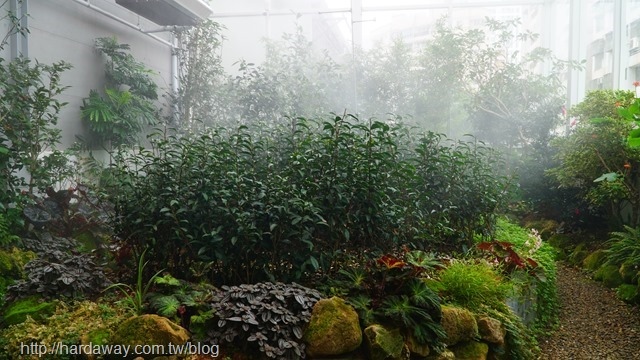 空中茶園