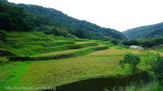 梯田景觀