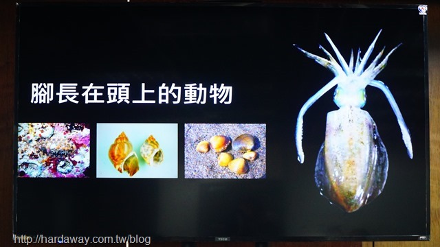 頭足類生物