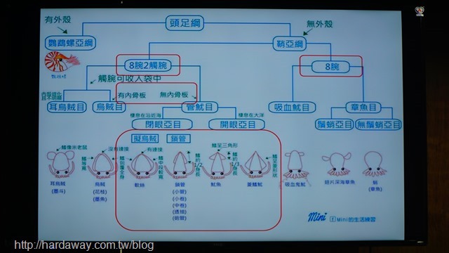 不同頭足類生物辨識