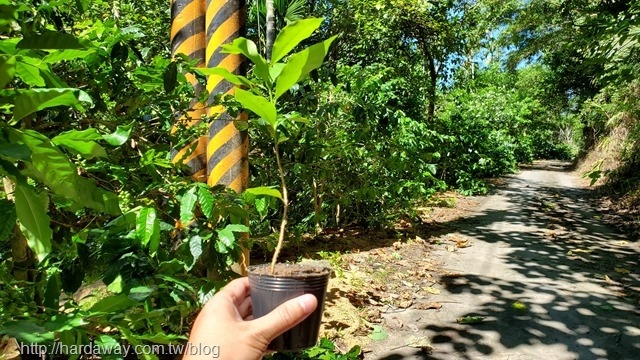 種咖啡樹