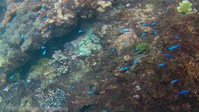 潮境海灣浮潛