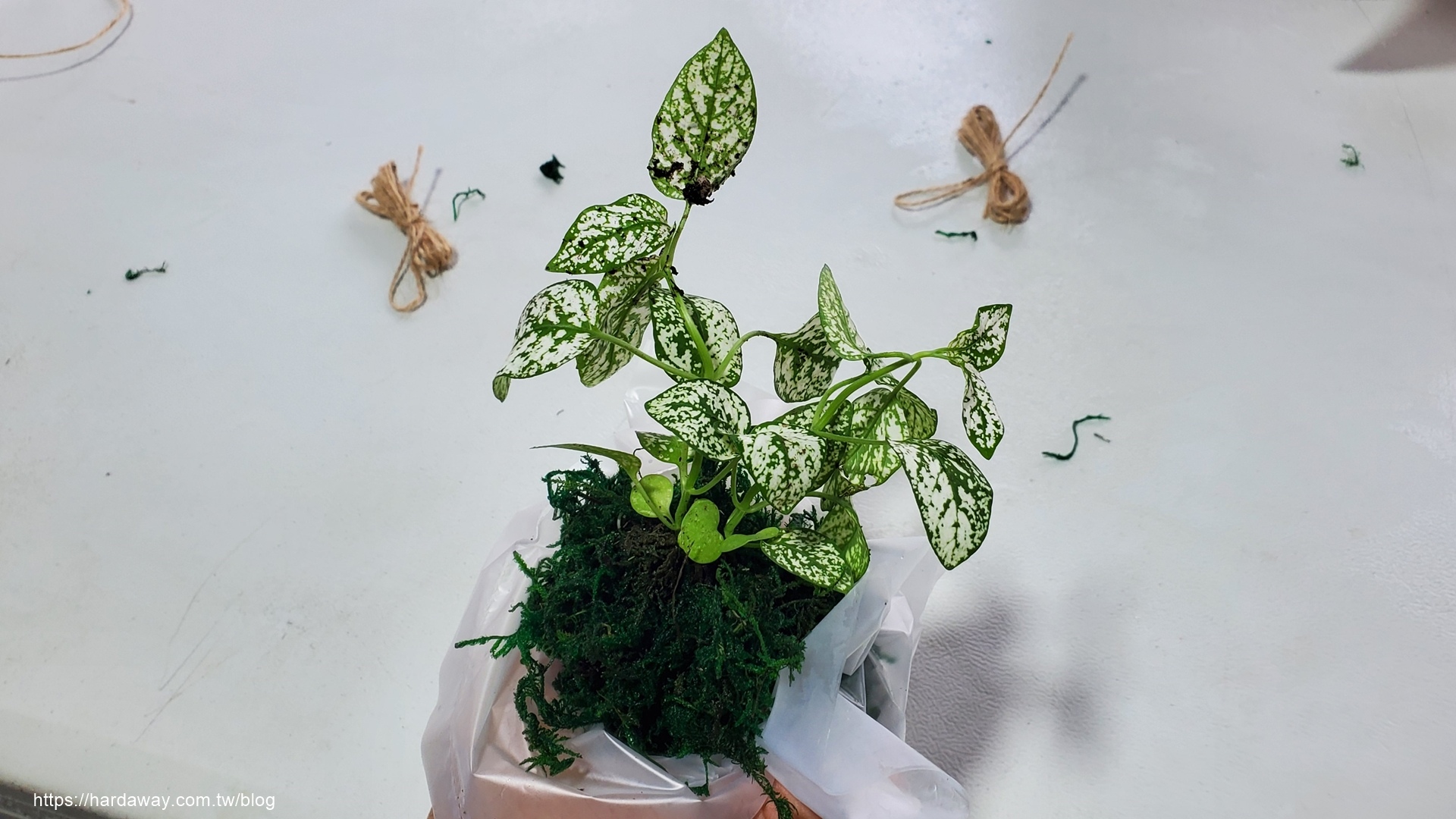 療癒植栽手作苔球DIY