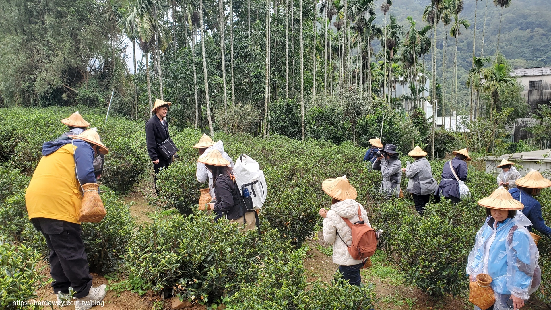 天芳茶行茶園