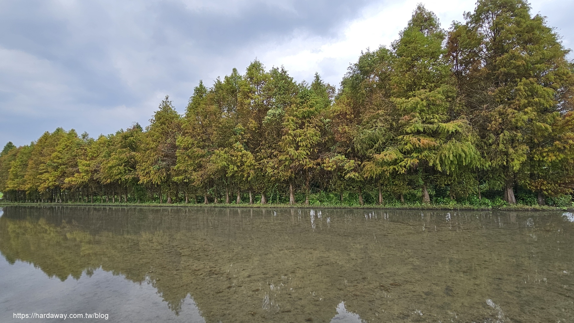 宜蘭員山落羽松