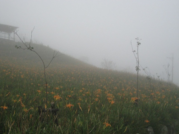 太麻里金針山