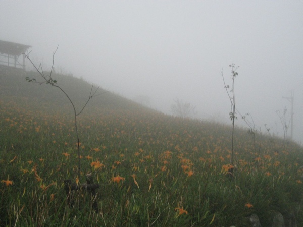 太麻里金針山