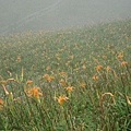 太麻里金針山