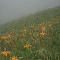 太麻里金針山