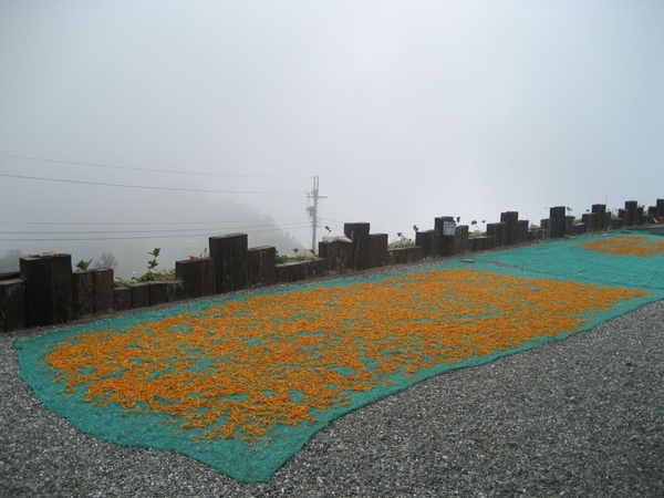 太麻里金針山