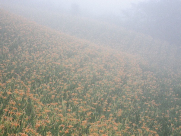 太麻里金針山