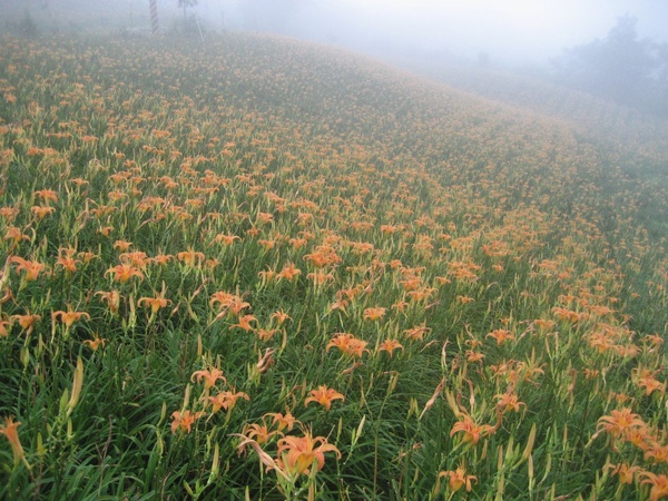 太麻里金針山