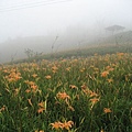 太麻里金針山