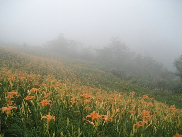 太麻里金針山