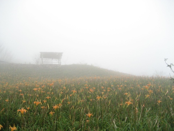 太麻里金針山