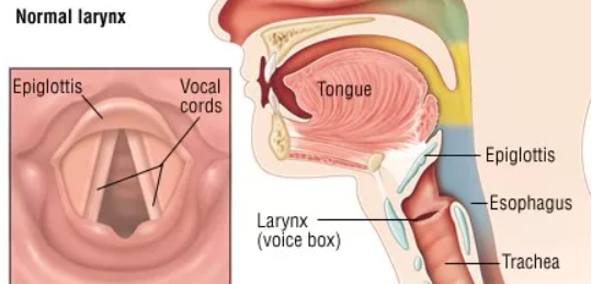 normal larynx.png