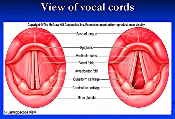 view of vocal cords.png