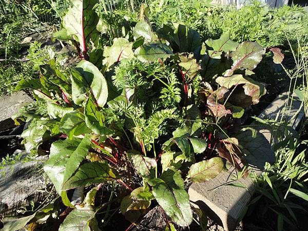 Lovely beets and carrots!!