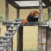 旭山動物園之可愛烷熊