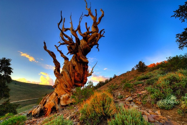 bristlecone06