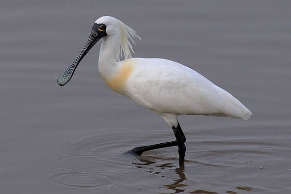 Black_faced_spoonbill_at_Niigata