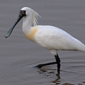 Black_faced_spoonbill_at_Niigata