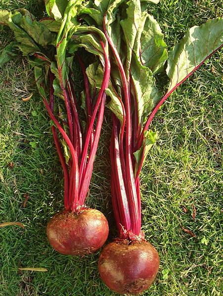 997081_10204951510618298_2643162355766352865_n