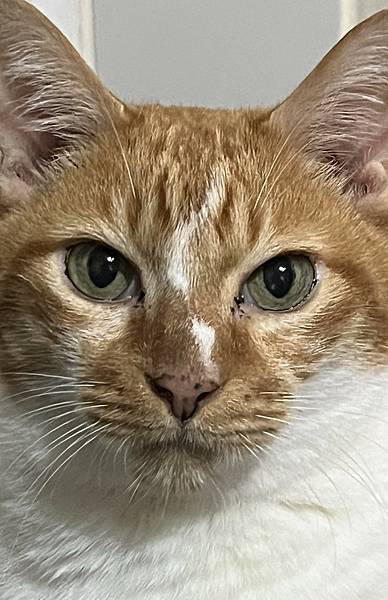 【體驗後推薦】優固倍 - Y05離胺酸EX(犬貓營養補給食品