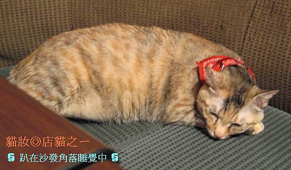 貓妝◎店貓.jpg