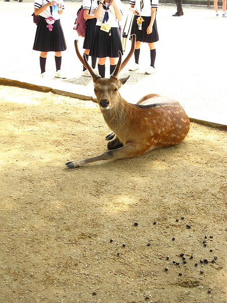 興福寺 03 鹿與便便