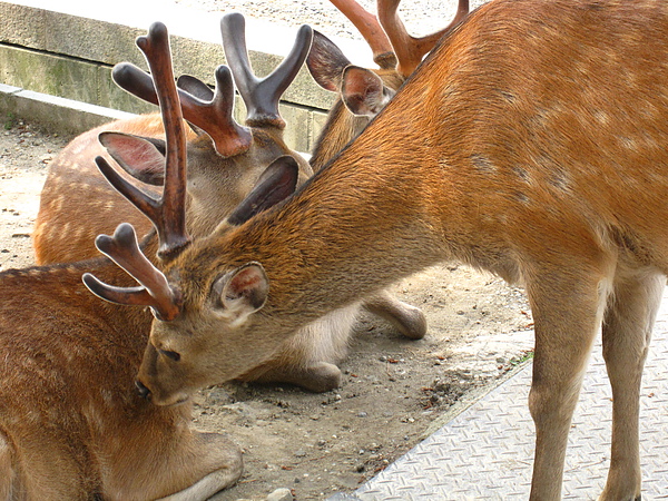 興福寺 06-2 鹿