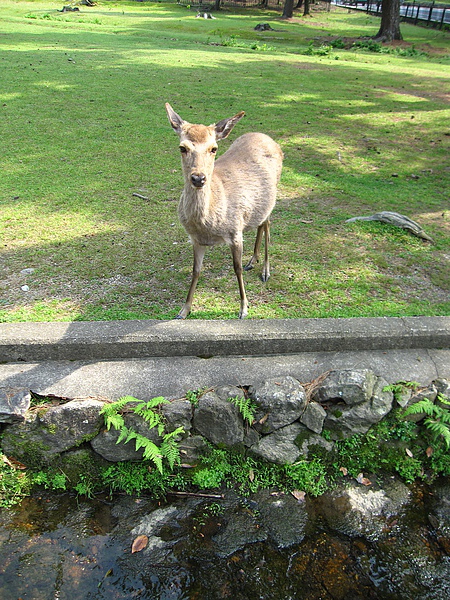 奈良 17-3 鹿與小水溝