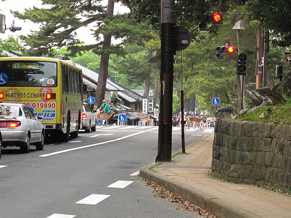 春日大社外 01-2 後面又有一隻鹿路著過馬路，連路人都看傻了XD