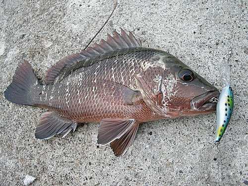 97 4 21七股路亞釣遊 心隨風飄 痞客邦