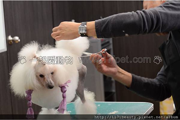 13 1 15池田昌弘大師美容講習 動物王國國際寵物學苑 痞客邦