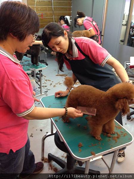 動物王國寵物美容學苑