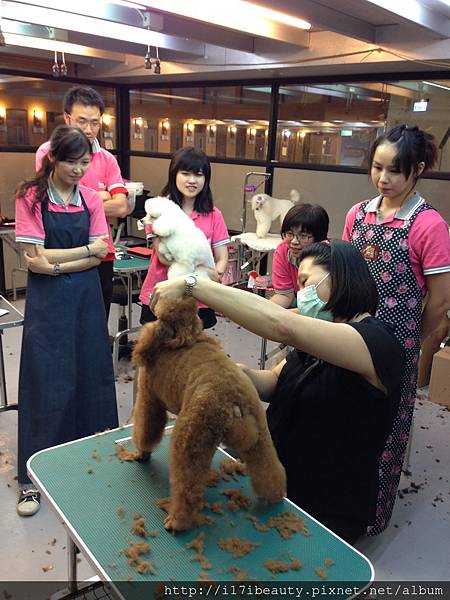 動物王國寵物美容學苑