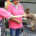 動物王國寵物美容學苑