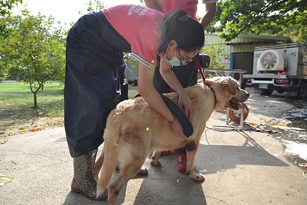 動物王國南寮美容師義洗