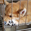 柴犬  102.7.31    赤   母   已打第一劑預防針