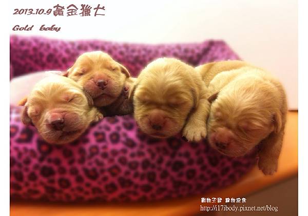 黃金獵犬:gold baby日記 10/9 黃金獵犬:gold baby日記 10/9