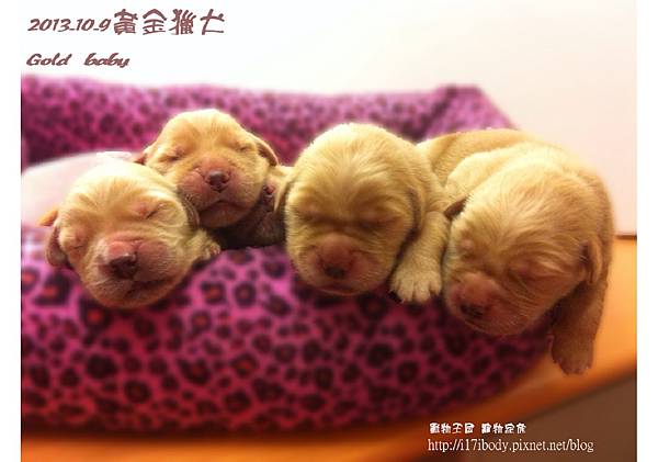 黃金獵犬：gold baby日記 10/9