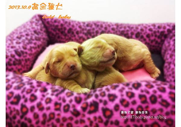 黃金獵犬：gold baby日記 10/9