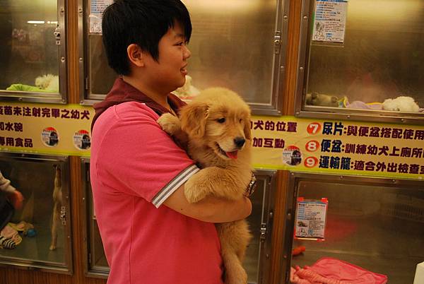 黃金獵犬@動物王國