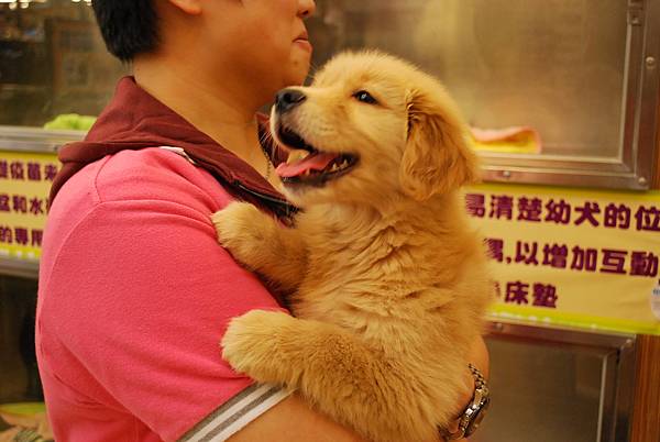 黃金獵犬@動物王國