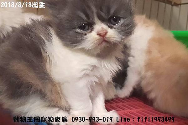 動物王國寵物家族015