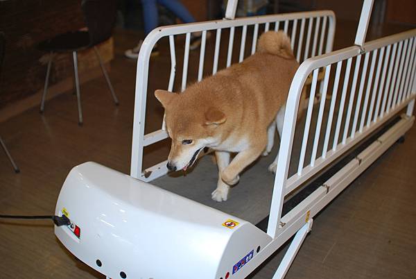 動物王國竹北店 動物王國竹北店