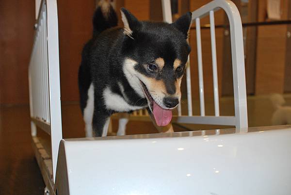 動物王國竹北店 動物王國竹北店