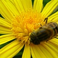 蜜蜂彩花粉4